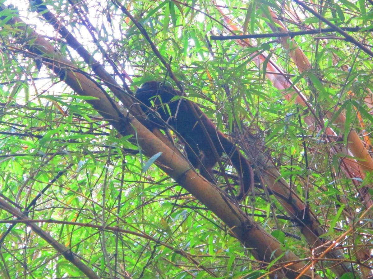 Bangalo Na Acqua Jungle Lodge Abraão Dış mekan fotoğraf